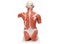 Spieren Torso, 27-delig